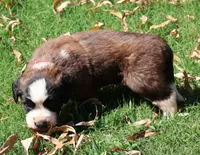 RACHEL, a female Saint Bernard for sale in Turlock, CA – 3 of 4