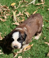 RACHEL, a female Saint Bernard for sale in Turlock, CA – 1 of 4