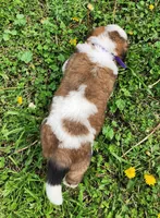 PURPLE, a male Saint Bernard for sale in Turlock, CA – Photo 4 of 8