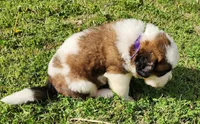 PURPLE, a male Saint Bernard for sale in Turlock, CA – Photo 7 of 8