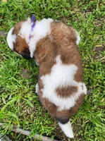 PURPLE, a male Saint Bernard for sale in Turlock, CA – Photo 6 of 8