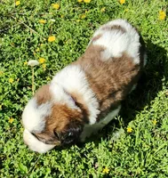 PURPLE, a male Saint Bernard for sale in Turlock, CA – Photo 3 of 8