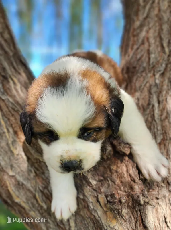 PURPLE – Saint Bernard puppy for sale in Turlock, CA