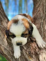 PURPLE, a male Saint Bernard for sale in Turlock, CA – Photo 1 of 8