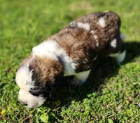 BLUE, a male Saint Bernard for sale in Turlock, CA – Photo 5 of 6