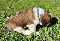 BLUE, a male Saint Bernard for sale in Turlock, CA – Photo 6 of 6