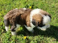 BLUE, a male Saint Bernard for sale in Turlock, CA – Photo 4 of 6