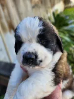 BLUE, a male Saint Bernard for sale in Turlock, CA – Photo 1 of 6