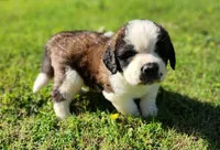 BLUE, a male Saint Bernard for sale in Turlock, CA – Photo 2 of 6