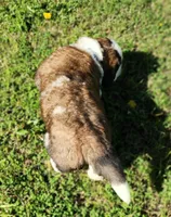 BLUE, a male Saint Bernard for sale in Turlock, CA – Photo 3 of 6