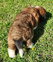 RED, a female Saint Bernard for sale in Turlock, CA – Photo 5 of 6