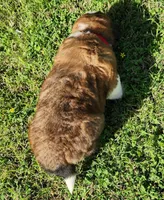 RED, a female Saint Bernard for sale in Turlock, CA – Photo 4 of 6