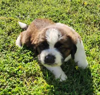 RED, a female Saint Bernard for sale in Turlock, CA – Photo 2 of 6