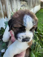 RED, a female Saint Bernard for sale in Turlock, CA – Photo 6 of 6