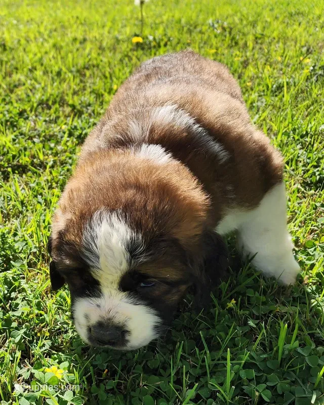 RED – Saint Bernard puppy for sale in Turlock, CA