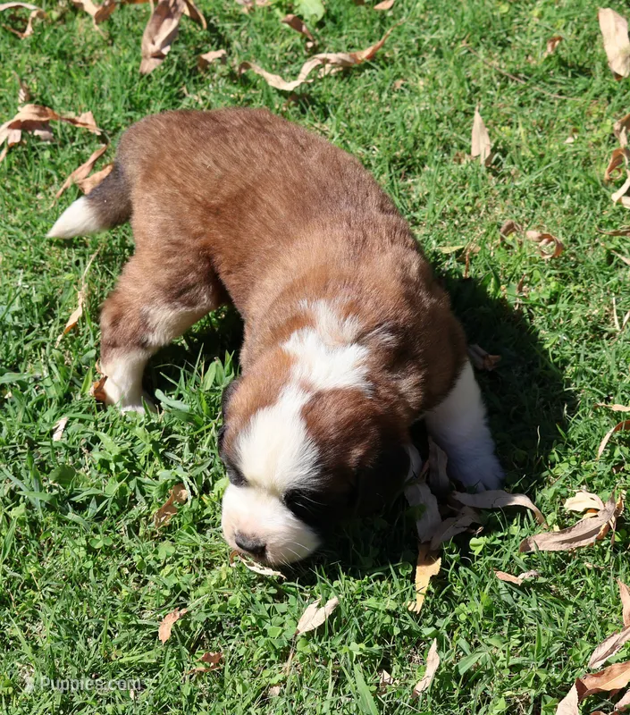 GIDEON – Saint Bernard puppy for sale in Turlock, CA
