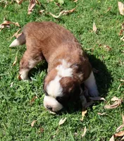 GIDEON, a male Saint Bernard for sale in Turlock, CA – 1 of 5
