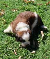GENESIS, a male Saint Bernard for sale in Turlock, CA – 2 of 5