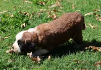 GIDEON, a male Saint Bernard for sale in Turlock, CA – 4 of 5