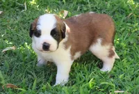 YUKI, a female Saint Bernard for sale in Turlock, CA – 2 of 4