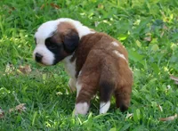 YUKI, a female Saint Bernard for sale in Turlock, CA – 4 of 4