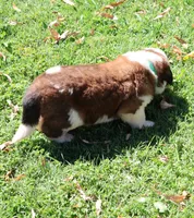GENESIS, a male Saint Bernard for sale in Turlock, CA – 3 of 5
