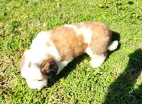 GRAY, a male Saint Bernard for sale in Turlock, CA – Photo 3 of 5