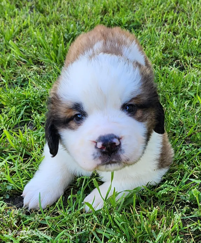 GRAY – Saint Bernard puppy for sale in Turlock, CA