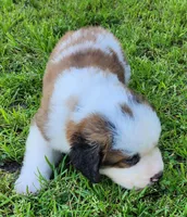 GRAY, a male Saint Bernard for sale in Turlock, CA – Photo 4 of 5