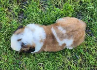 GRAY, a male Saint Bernard for sale in Turlock, CA – Photo 5 of 5