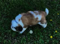 GRAY, a male Saint Bernard for sale in Turlock, CA – Photo 2 of 5