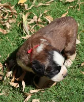 RACHEL, a female Saint Bernard for sale in Turlock, CA – 4 of 4