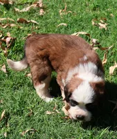 OPAL, a female Saint Bernard for sale in Turlock, CA – 4 of 4