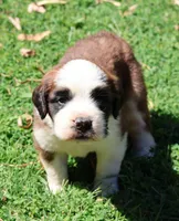 OPAL, a female Saint Bernard for sale in Turlock, CA – 1 of 4