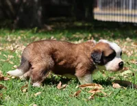 BLAKE, a male Saint Bernard for sale in Turlock, CA – 3 of 4