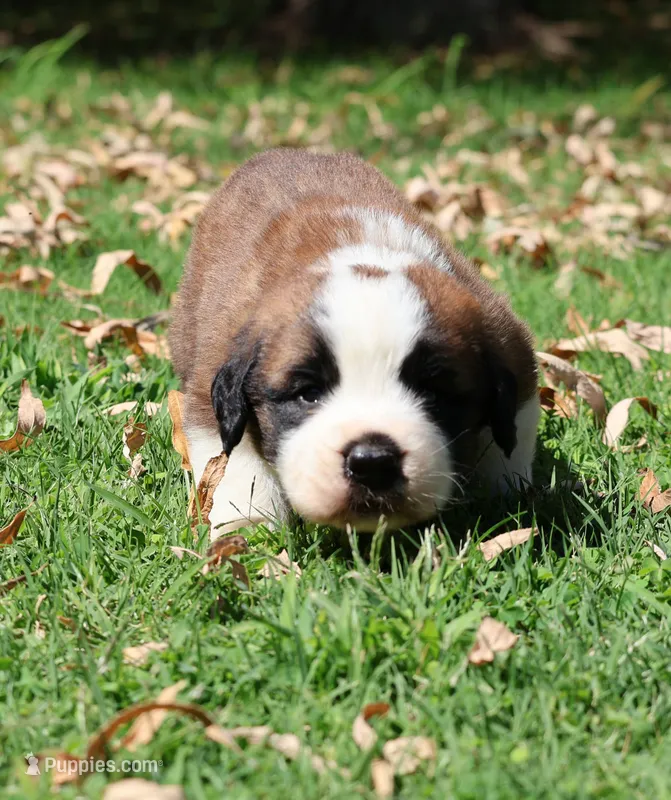 BLAKE – Saint Bernard puppy for sale in Turlock, CA