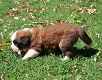 GIDEON, a male Saint Bernard for sale in Turlock, CA – 2 of 5