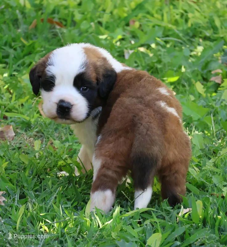 YUKI – Saint Bernard puppy for sale in Turlock, CA