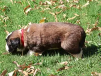 RACHEL, a female Saint Bernard for sale in Turlock, CA – 2 of 4