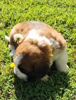 YELLOW, a male Saint Bernard for sale in Turlock, CA – Photo 5 of 10