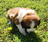 YELLOW, a male Saint Bernard for sale in Turlock, CA – Photo 2 of 10