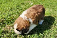 YELLOW, a male Saint Bernard for sale in Turlock, CA – Photo 9 of 10