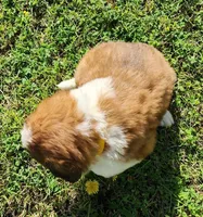 YELLOW, a male Saint Bernard for sale in Turlock, CA – Photo 7 of 10