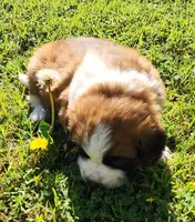 YELLOW, a male Saint Bernard for sale in Turlock, CA – Photo 3 of 10
