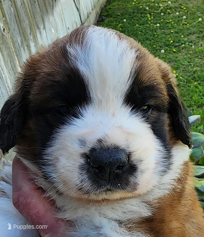 YELLOW – Saint Bernard puppy for sale in Turlock, CA