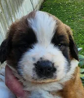 YELLOW, a male Saint Bernard for sale in Turlock, CA – Photo 1 of 10