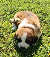 YELLOW, a male Saint Bernard for sale in Turlock, CA – Photo 6 of 10