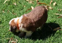 OPAL, a female Saint Bernard for sale in Turlock, CA – 3 of 4