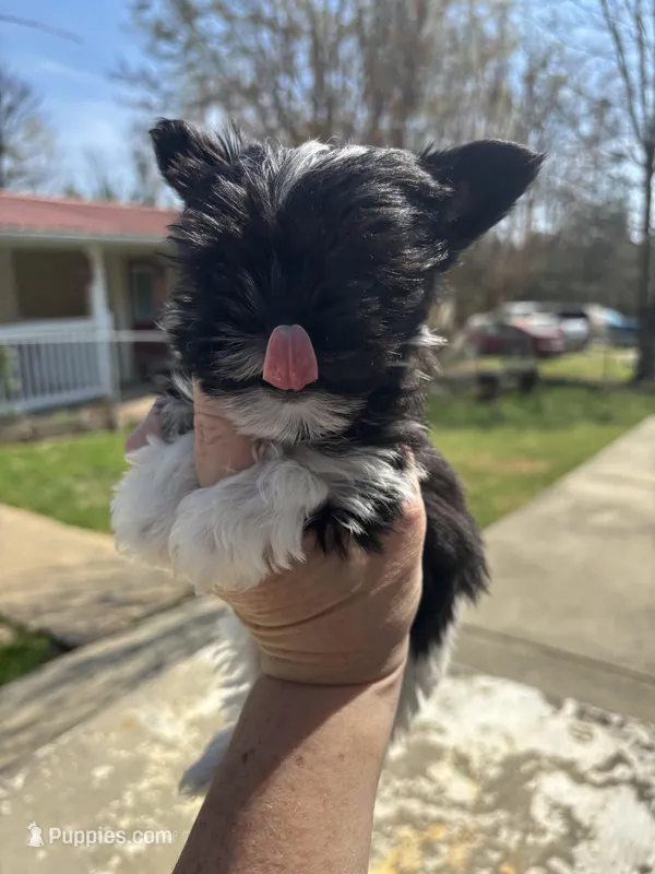 Lilly  – Yorkshire Terrier puppy for sale in Gaffney, SC