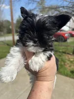 Lilly , a female Yorkshire Terrier for sale in Gaffney, SC – Photo 3 of 4